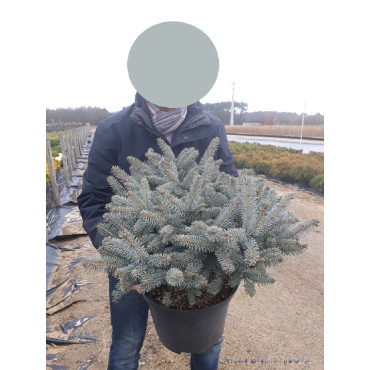 PICEA pungens GLAUCA GLOBOSA En pot de 10-12 litres