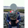 PICEA pungens GLAUCA GLOBOSA En pot de 4-5 litres