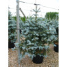 PICEA pungens HOOPSII En pot de 25-30 litres