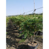 MAHONIA media WINTER SUN En pot de 25-30 litres