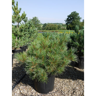 PINUS strobus RADIATA En pot de 25-30 litres