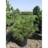 PINUS strobus RADIATA En pot de 25-30 litres