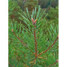 PINUS sylvestris