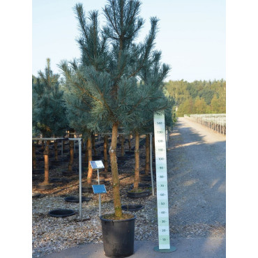 PINUS sylvestris En pot de 25-30 litres forme tige hauteur du tronc 090-110 cm