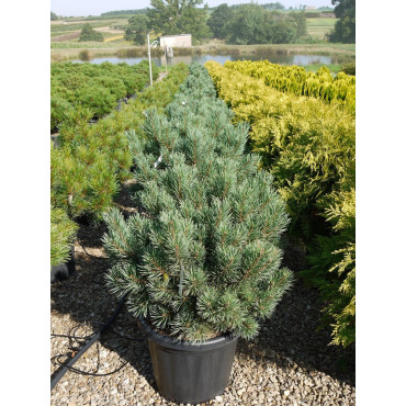 PINUS sylvestris WATERERI En pot de 25-30 litres