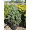 PINUS sylvestris WATERERI En pot de 25-30 litres