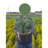 PINUS sylvestris WATERERI En pot de 4-5 litres