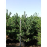 PINUS sylvestris En pot de 35-50 litres