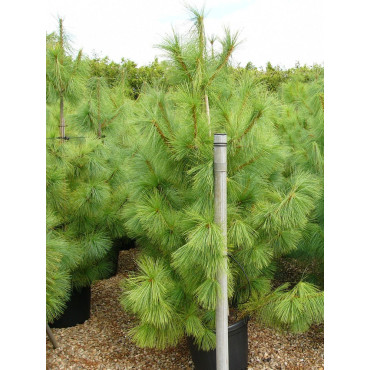 PINUS griffithii En pot de 35-50 litres