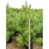 PINUS griffithii En pot de 35-50 litres