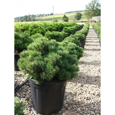 PINUS mugo MOPS En pot de 15-20 litres