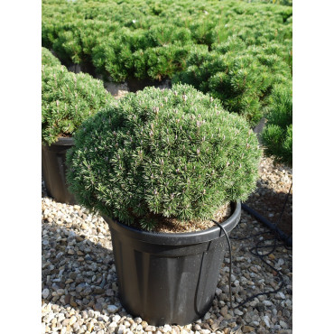 PINUS mugo MOPS En pot de 15-20 litres