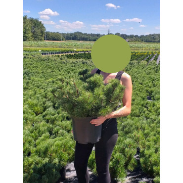 PINUS mugo var.mughus En pot de 10-12 litres