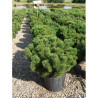 PINUS mugo var.pumilio En pot de 25-30 litres