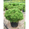 PINUS mugo var.pumilio En pot de 25-30 litres