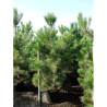 PINUS nigra ssp. nigra En pot de 35-50 litres