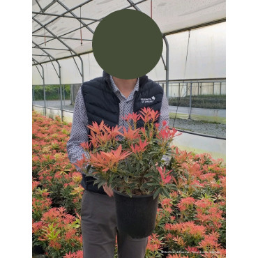 PIERIS japonica FLAMING SILVER En pot de 4-5 litres