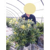 PIERIS japonica FOREST FLAME En pot de 10-12 litres