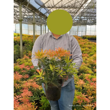 PIERIS japonica FOREST FLAME En pot de 4-5 litres