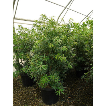 PIERIS japonica FOREST FLAME En pot de 35-50 litres