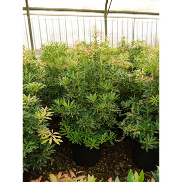 PIERIS japonica FOREST FLAME En pot de 15-20 litres