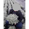 SENECIO compactus DRYSDALE En pot de 4-5 litres