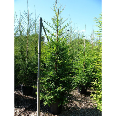 SEQUOIA sempervirens En pot de 35-50 litres