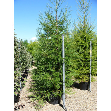 SEQUOIA sempervirens En pot de 70-90 litres