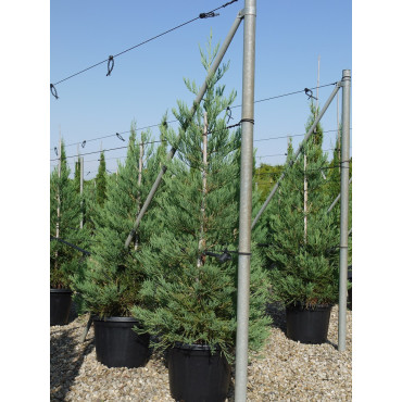 SEQUOIADENDRON giganteum En pot de 35-50 litres