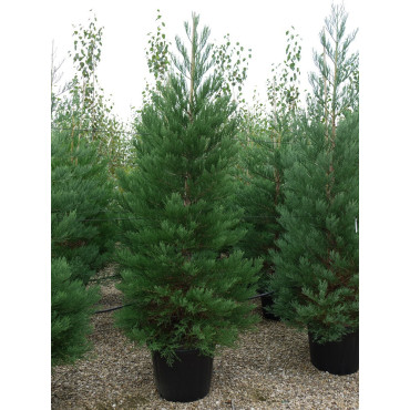 SEQUOIADENDRON giganteum En pot de 70-90 litres