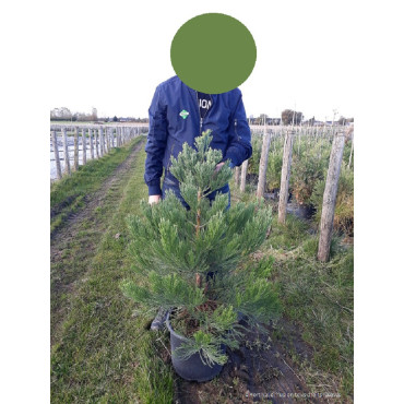 SEQUOIADENDRON giganteum En pot de 15-20 litres