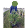 SEQUOIADENDRON giganteum En pot de 15-20 litres