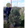 SEQUOIADENDRON giganteum En pot de 25-30 litres