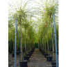 SALIX sepulcralis TRISTIS En pot de 35-50 litres forme tige hauteur du tronc 180-200 cm