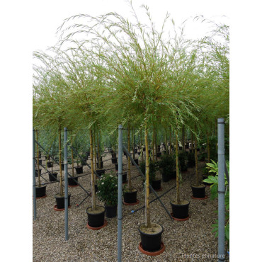 SALIX sepulcralis TRISTIS En pot de 35-50 litres forme tige hauteur du tronc 180-200 cm