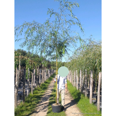 SALIX sepulcralis TRISTIS En pot de 25-30 litres forme tige hauteur du tronc 180-200 cm