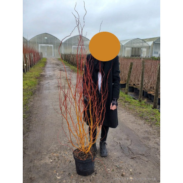 SALIX sepulcralis ERYTHROFLEXUOSA En pot de 10-12 litres