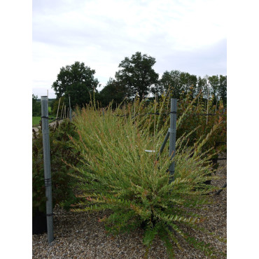 SALIX integra HAKURO-NISHIKI En pot de 25-30 litres