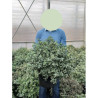 PITTOSPORUM tenuifolium SILVER BALL cov En pot de 15-20 litres