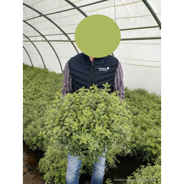 PITTOSPORUM tenuifolium SILVER BALL cov En pot de 7-10 litres