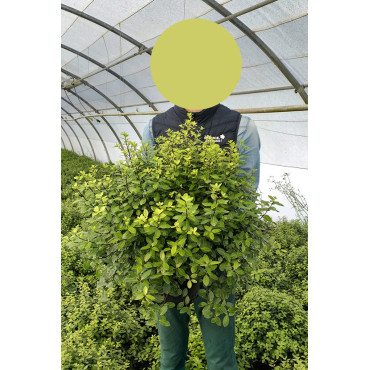 PITTOSPORUM tenuifolium GOLF BALL En pot de 15-20 litres