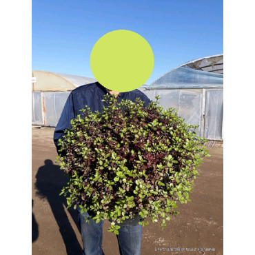 PITTOSPORUM tenuifolium TOM THUMB En pot de 15-20 litres