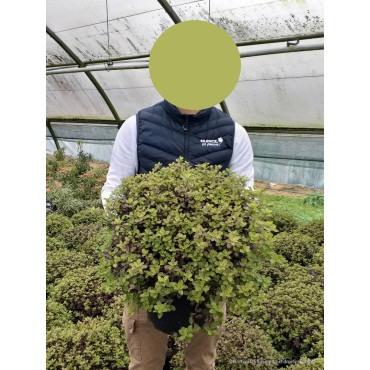 PITTOSPORUM tenuifolium TOM THUMB En pot de 7-10 litres