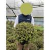 PITTOSPORUM tenuifolium TOM THUMB En pot de 7-10 litres