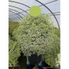 PITTOSPORUM tenuifolium VARIEGATUM En pot de 25-30 litres