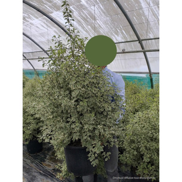 PITTOSPORUM tenuifolium VARIEGATUM En pot de 15-20 litres