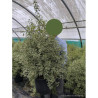 PITTOSPORUM tenuifolium VARIEGATUM En pot de 15-20 litres