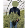 PITTOSPORUM tenuifolium VARIEGATUM En pot de 4-5 litres