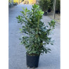 PITTOSPORUM tobira En pot de 10-12 litres