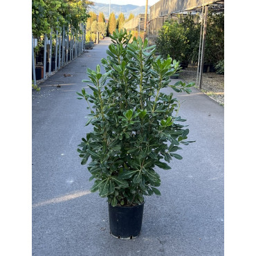 PITTOSPORUM tobira En pot de 15-20 litres